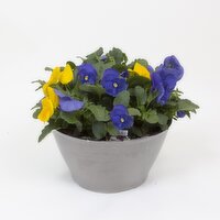 Potted Plants - Viola Bowl 10 Inch, 1 Each