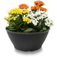 Kalanchoe - With Bowl, 10 Inch, 1 Each
