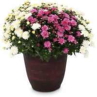 Fall Mum - Planter 13in, 1 Each