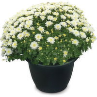 Mum - Fall Garden, 1 Each
