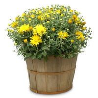 Mum - Bushel Planter, 10in, 1 Each