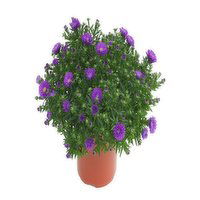 Fall Brushel - Aster Bushel 10 Inch, 1 Each