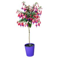 Fuchsia - 6 Inch, 1 Each