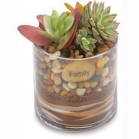 Horty Girl - Mixed Succulent In Garden Glass, 1 Each