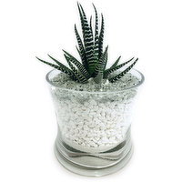 Zebra - in Decorative Glass, 1 Each