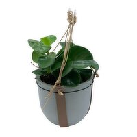 Horty Girl - Hanging Leather Strap Basket Plant 6In, 1 Each