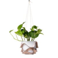 Basket - Hanging Leather with Plant, 6 inch, 1 Each