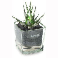 Succulent - Glass with Message Tag, 1 Each