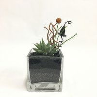 Horty Girl - Seasonal Succulent in Square Vase, 3 Each