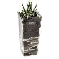 Horty Girl - Cacti Succulent Mix In Tapered Glass, 9in, 1 Each