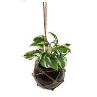 Horty Girl - Glass Pot in a Jute Net With Plant, 1 Each