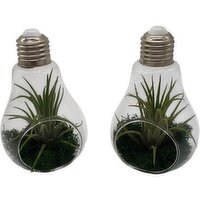 Horty Girl - Glass Light Bulb/ Air plant 6.5 inch, 1 Each