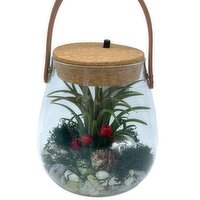 Horty Girl - Glass Pot With Light and Air Plant, 1 Each