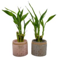 Bamboo - Textured Glass Pot, 3.75 Inch, 1 Each