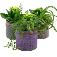 Horty Girl - Texture Glass Tropic Garden 3.75 Inch, 1 Each