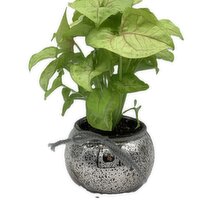 Save-On-Foods - Speckle Metallic Pot Plant 3.75 Inch, 1 Each