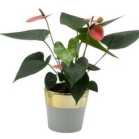 Horty Girl - Two-Tone Ceramic With Plant 4.5In, 1 Each