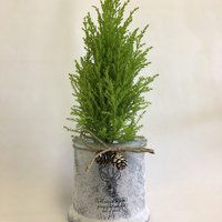 Cypress - Tree in Frosted Glass Reindeer Pot, 1 Each