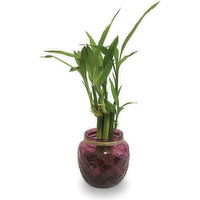 Horty Girl - Bamboo in Glass Pot 4.5In, 1 Each