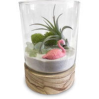 Horty Girl - Air Plant & Succulnt in Wd Bs Terrarium, 1 Each