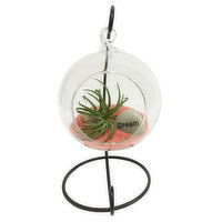 Terrarium - Glass Globe with Sand, 4 Each