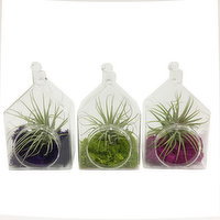 Horty Girl - Bird house terrarium, 1 Each