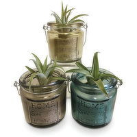 Horty Girl - Air Plant in Glass Pot, 1 Each