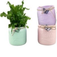 Horty Girl - Glass Mason With Assorted Plants, 1 Each