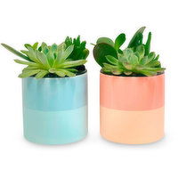 Horty Girl - Two Tone Ceramic w Succulent, 1 Each