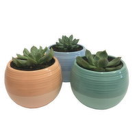 Succulent - Two Toned Ceramic Planter, 4 Each