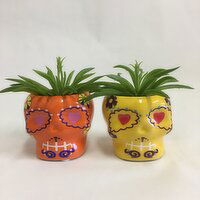 Horty Girl - Sugar Skull Succulent, 3 Each