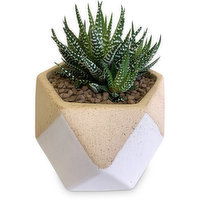 Horty Girl - Succulent in Ceramic Geometric Pot, 1 Each