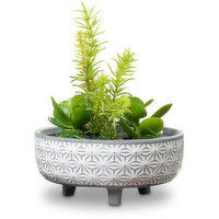 Horty Girl - White Star Ceramic Bowl w Tropical Garden, 6.5 In, 1 Each