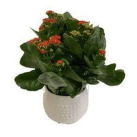 Horty Girl - Ceramic Pot with Seasonal Foliage, 6 Each