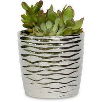 Horty Girl - Ceramic Metallic Silver w/ Succulent Garden 4.5In, 1 Each