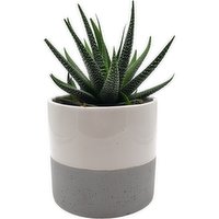 Horty Girl - Two Tone Ceramic with Plant, 1 Each