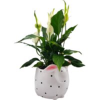 Horty Girl - White Polka Dot Bunny Plant 5In, 1 Each
