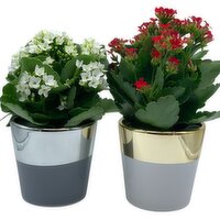 Horty Girl - Two-Tone Met Ceramic Pot 4.5In, 1 Each