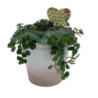Planter - Tapered Ceramic Pot With Plant 4.5In, 1 Each