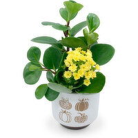 Horty Girl - Flowering Gardens Seasonal Pot 4.5 Inch, 1 Each