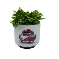 Horty Girl - Ceramic Pot Fern 4.5 Inch, 1 Each