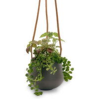 Horty Girl - Hanging Ceramic Drop Pot with Plant 5 Inch, 1 Each