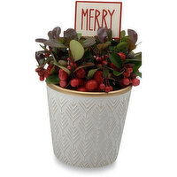 Horty Girl - Seasonal Plants in Gold Embossed Planter, 1 Each