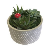 Succulent - Garden In Cement Pot, 5 Each