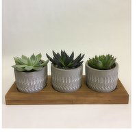 Horty Girl - Succulents In Cement Or Ceramic On Wood Base 2In, 1 Each