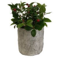 Horty Girl - Cement Embossed Pot w Tropical or Succulent 5In, 1 Each