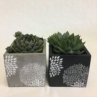 Horty Girl - Cement Square Decor Pot with Succulent, 1 Each