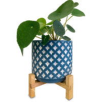 Horty Girl - Blue and White Cement Pot on Wood Stand w Succulent or Tropical 5In, 1 Each