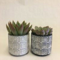Horty Girl - Cement Round Decor Pot with Succulent 4IN, 1 Each