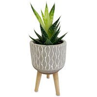 Horty Girl - Cement Pattern Pot on Wood Legs with Succulent, 1 Each